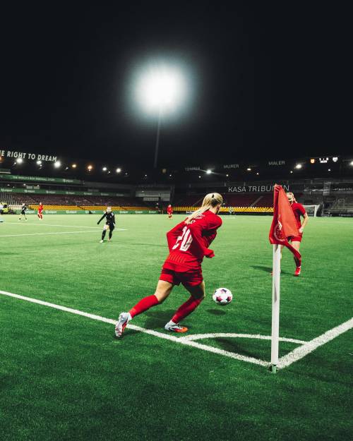 Eden izmed kotov domačink.